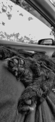 IMG_20200320_170136-01